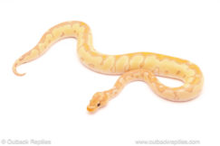 ball python for sale