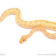 ball python for sale