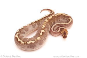 ball python for sale