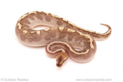 ball python for sale