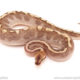 ball python for sale