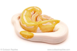 ball python for sale