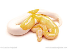 ball python for sale
