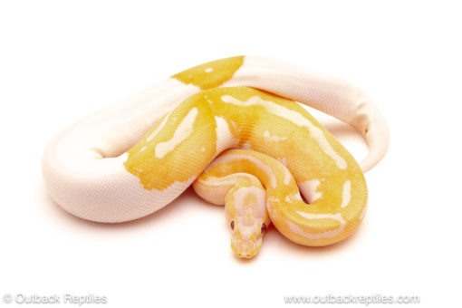 ball python for sale