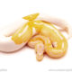 ball python for sale