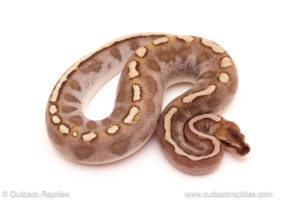 ball python for sale