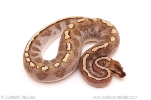 ball python for sale