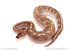 ball python for sale
