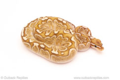 ball python for sale