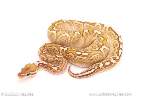 ball python for sale