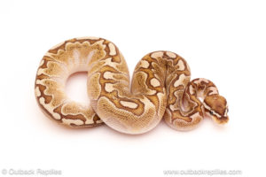 ball python for sale