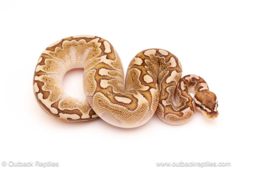 ball python for sale
