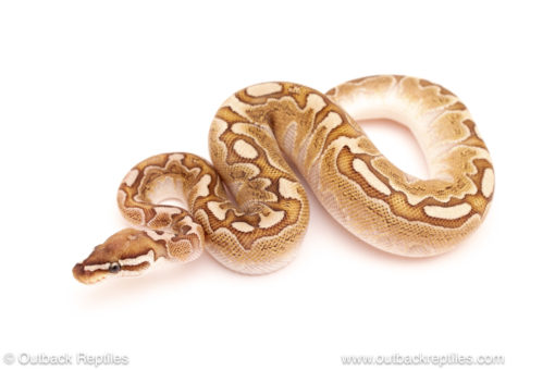 ball python for sale