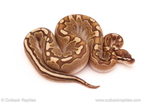 ball python for sale