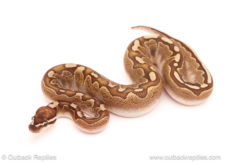 ball python for sale