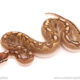 ball python for sale