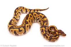 ball python for sale