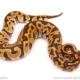 ball python for sale