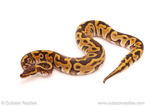 ball python for sale