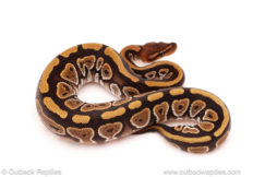 ball python for sale