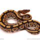 ball python for sale