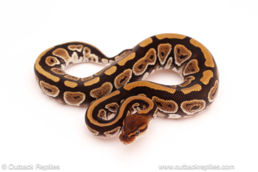 ball python for sale