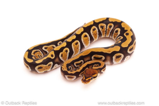 ball python for sale