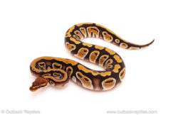 ball python for sale