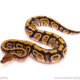 ball python for sale