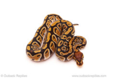 ball python for sale