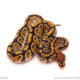 ball python for sale