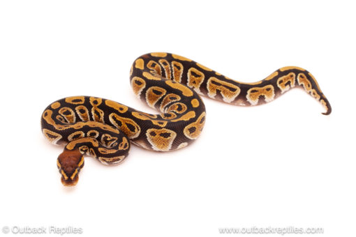 ball python for sale