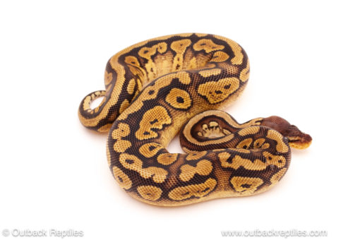 ball python for sale