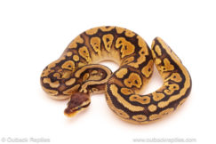 ball python for sale