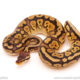 ball python for sale