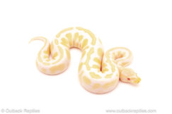 ball python for sale