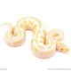 ball python for sale