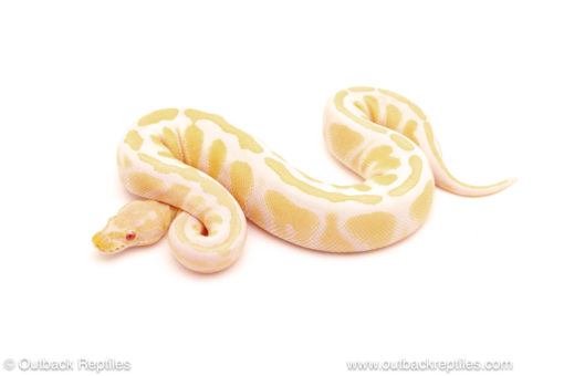 ball python for sale