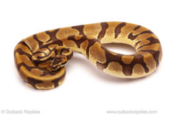 ball python for sale