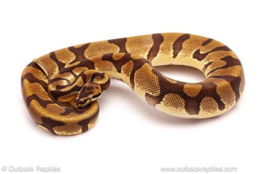 ball python for sale