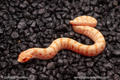 albino anaconda hognose snake for sale