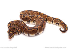 ball python for sale