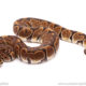 ball python for sale