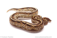 ball python for sale