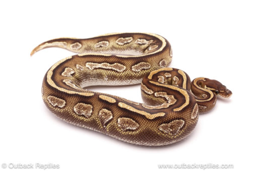 ball python for sale