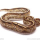 ball python for sale
