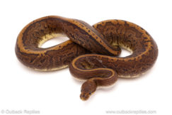 ball python for sale