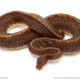 ball python for sale