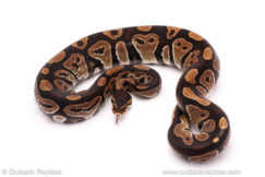 ball python for sale