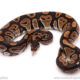 ball python for sale